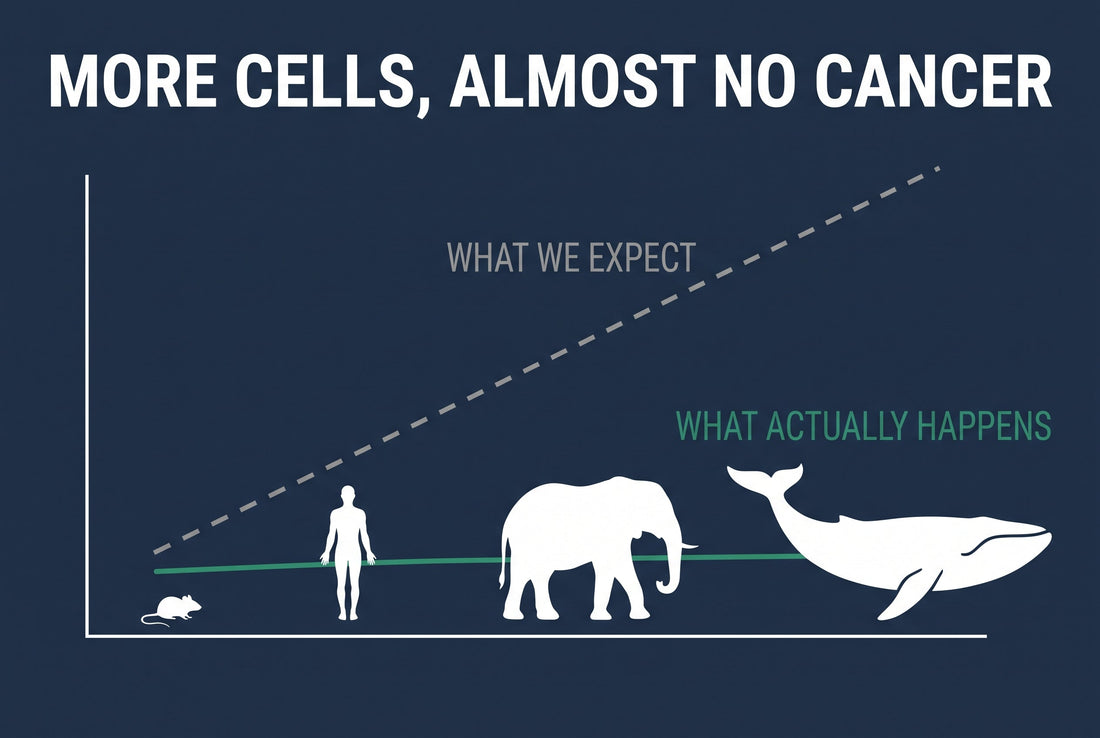 Infographic of Peto's Paradox, cancer risk flat across species as body size climbs, elephant marked