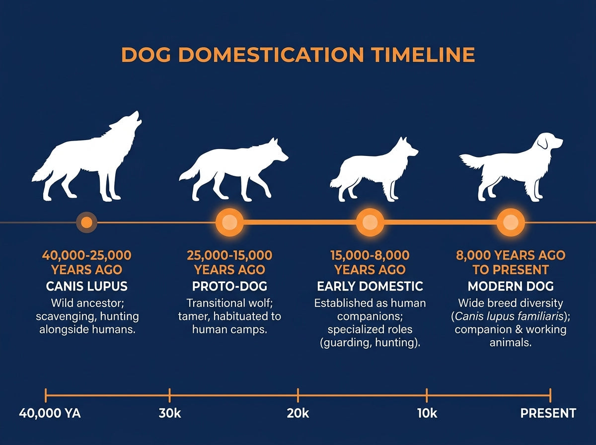 Dog Domestication Timeline: four silhouettes from grey wolf (Canis lupus) to modern breed across 40,000 years
