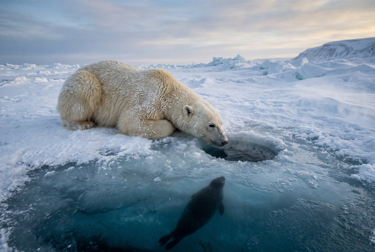 Polar bear lying beside a breathing hole in sea ice as a seal swims beneath