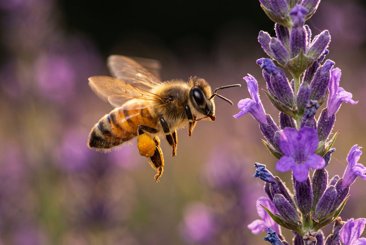 Western honeybee hovering beside purple lavender with a full yellow pollen basket on its hind leg