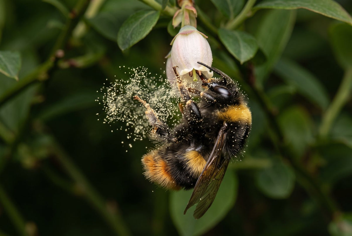 Buff-tailed bumblebee hanging from a blueberry flower and shaking out a cloud of pollen