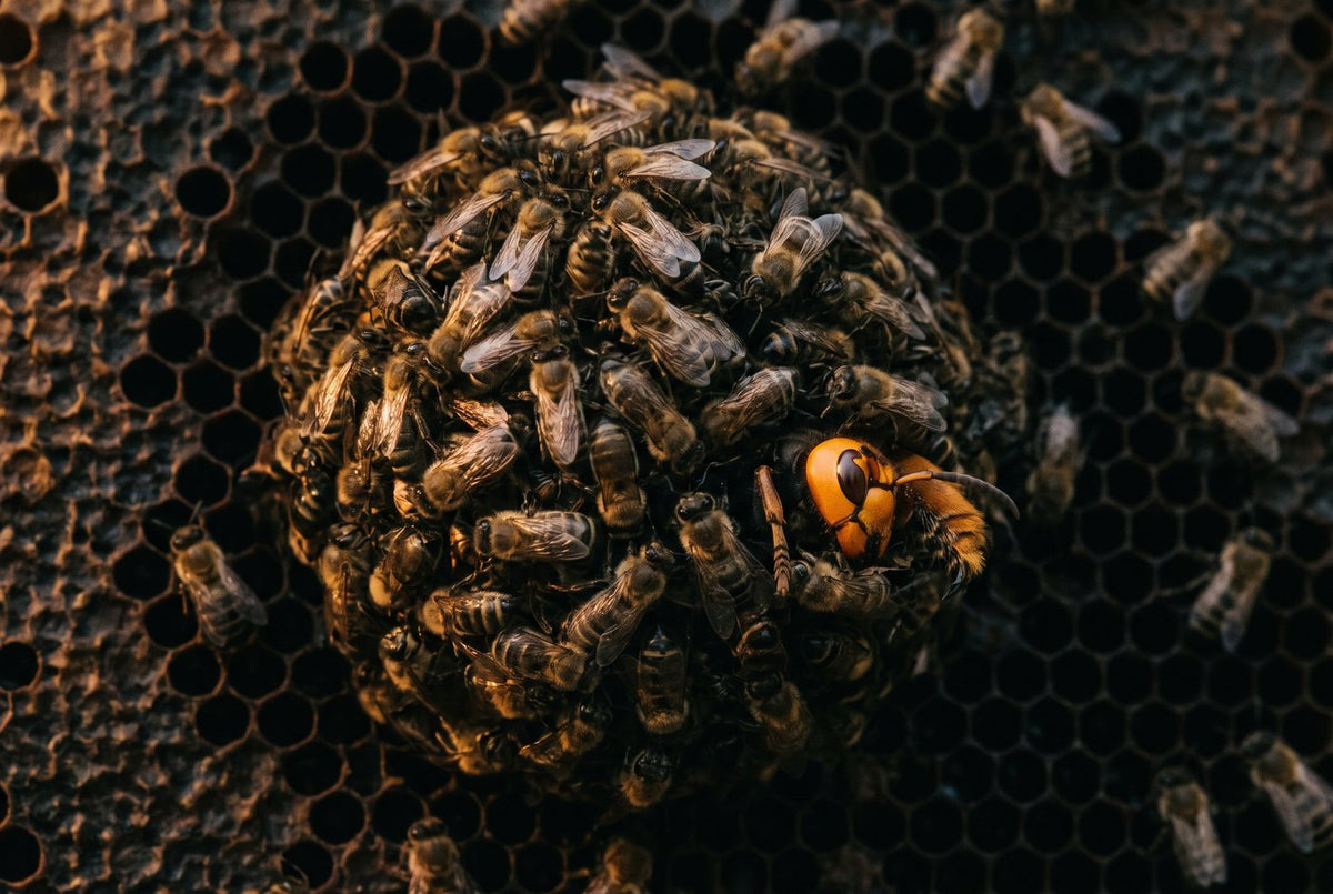 Japanese honeybees packed into a tight ball on dark comb around an Asian giant hornet