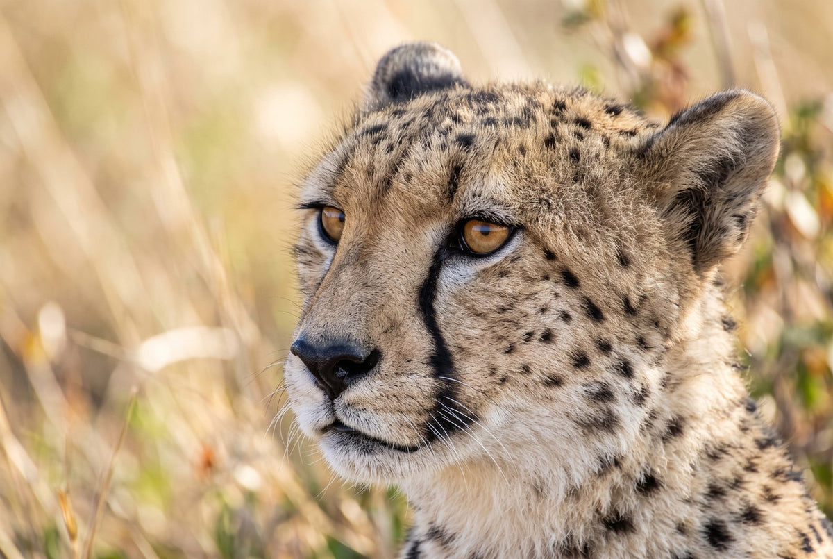 Adult cheetah close portrait with amber eyes and black tear lines, golden grass behind