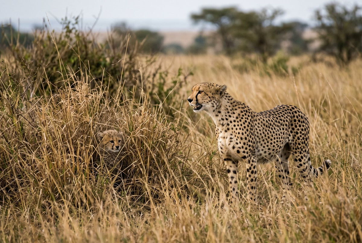 Mother cheetah calling with open mouth in tall grass as a small cub peers out beside her
