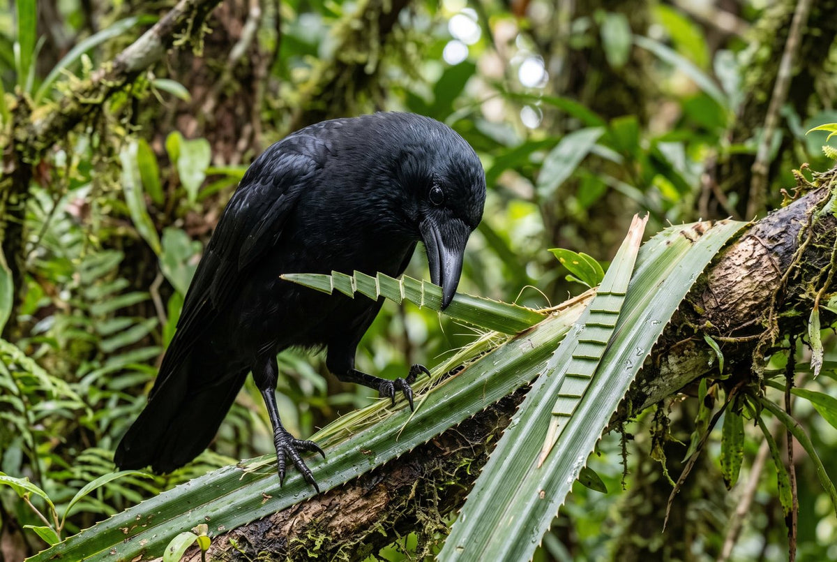 New Caledonian crow snipping a stepped tool from a pandanus leaf in green forest