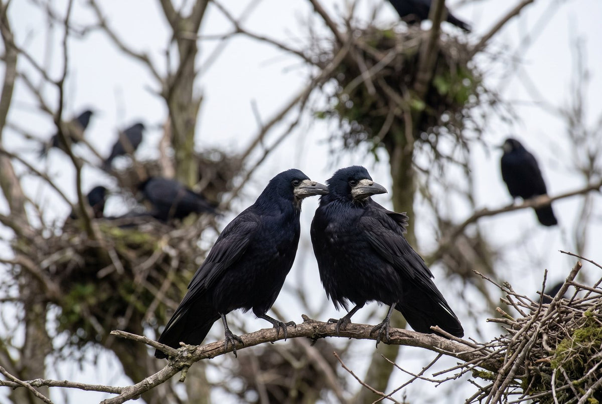Two rooks perched shoulder to shoulder on a branch among the nests of their rookery