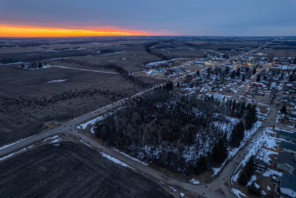 Crows streaming in dark ribbons over snowy farmland toward a winter roost at dusk