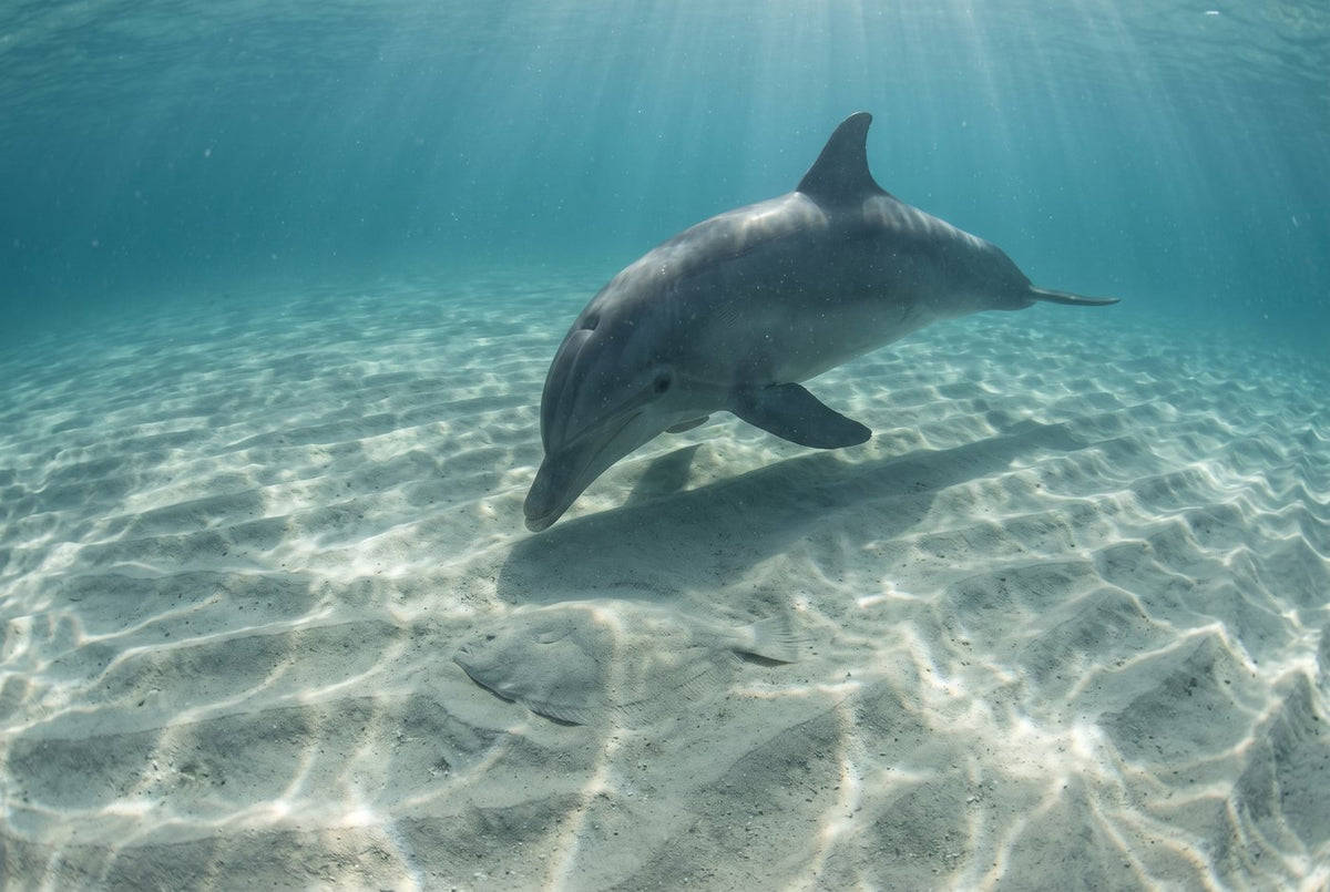Bottlenose dolphin angling its rostrum toward a flatfish hidden under rippled sand