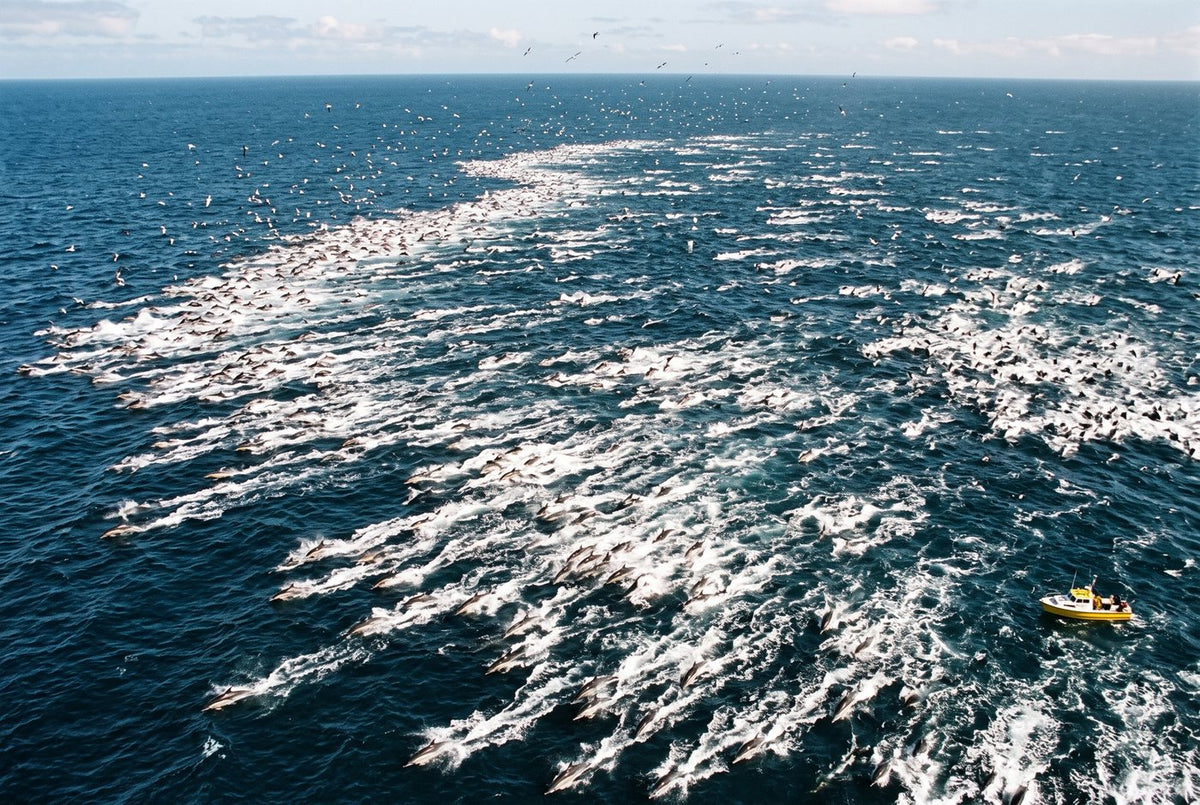 Aerial view of a vast common dolphin megapod streaming across open ocean under circling seabirds