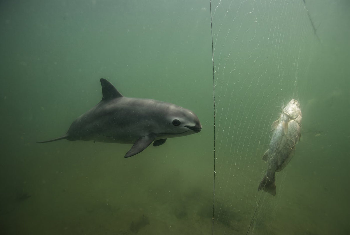 Vaquita with dark eye rings and lip marks swimming toward a gillnet in murky green water