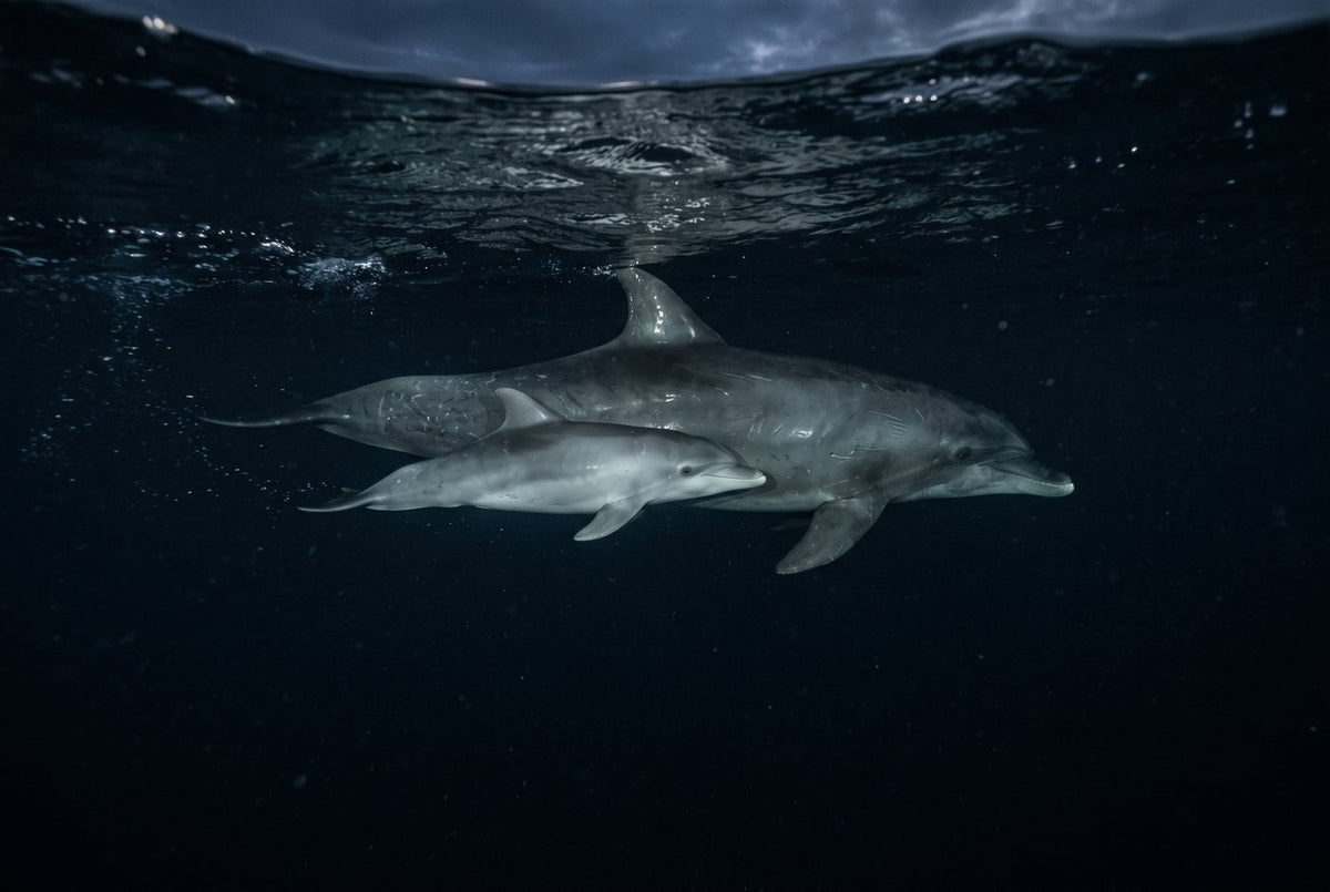 Bottlenose dolphin mother and newborn calf swimming side by side beneath the dark night surface