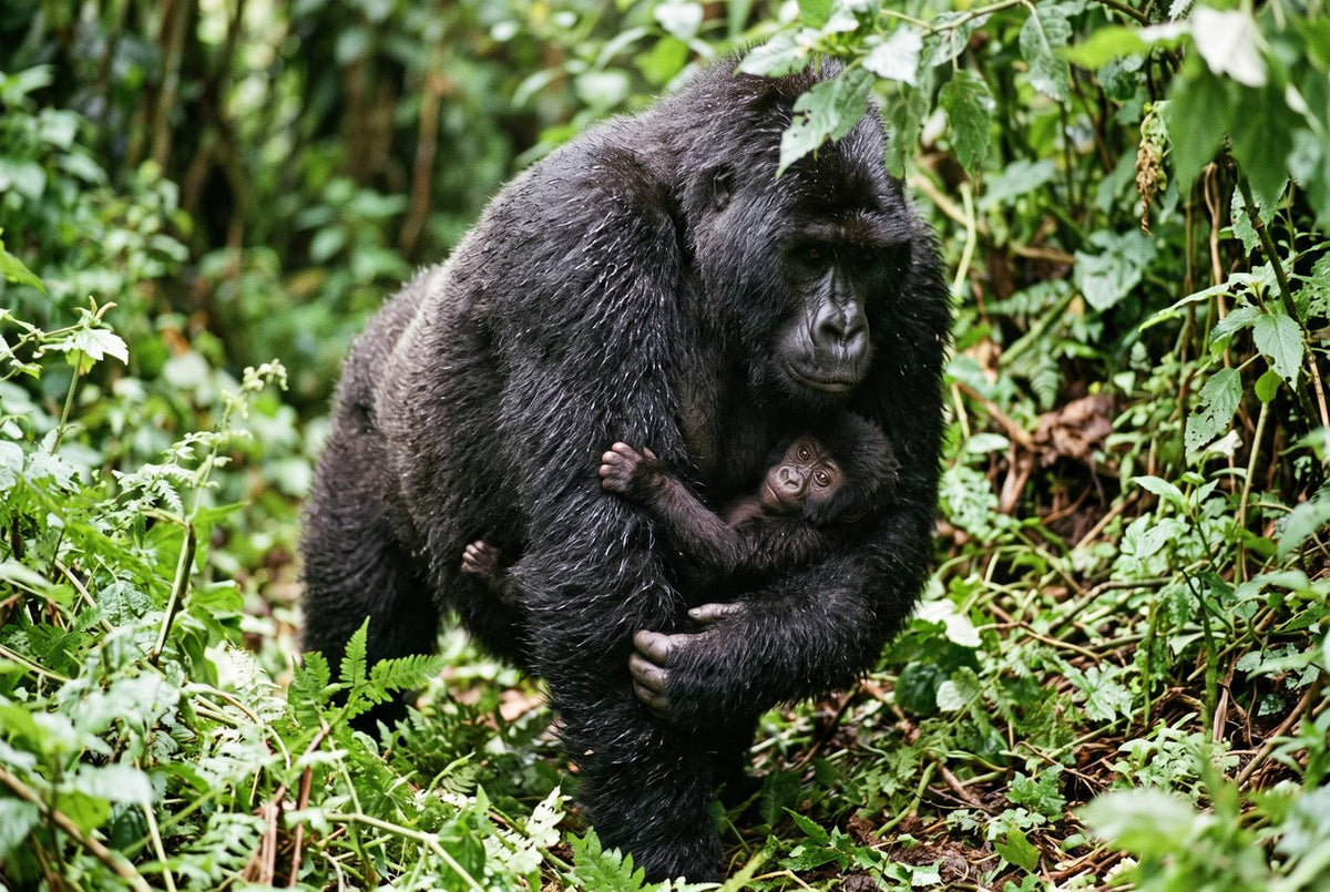 Mountain gorilla mother walking through wet vegetation with a tiny infant clinging to her chest