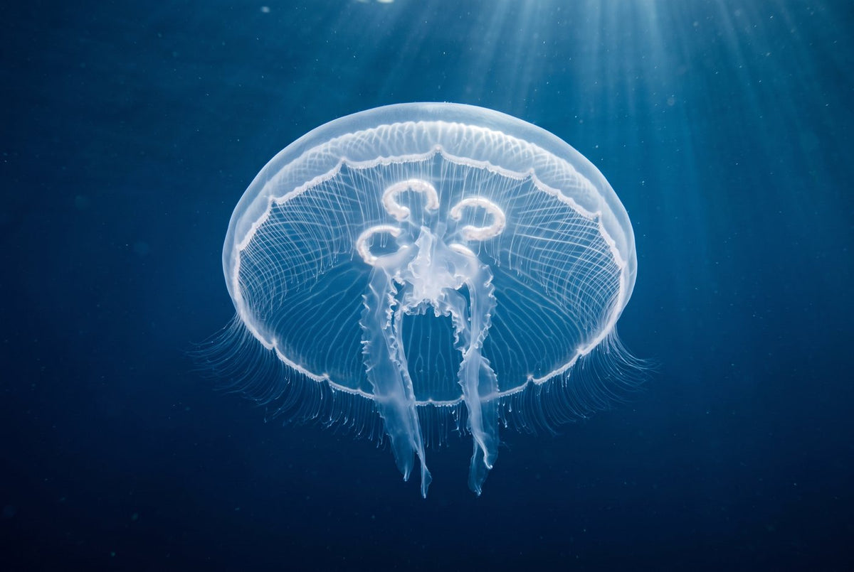 Translucent moon jelly drifting in deep blue water, four horseshoe gonads glowing in its bell