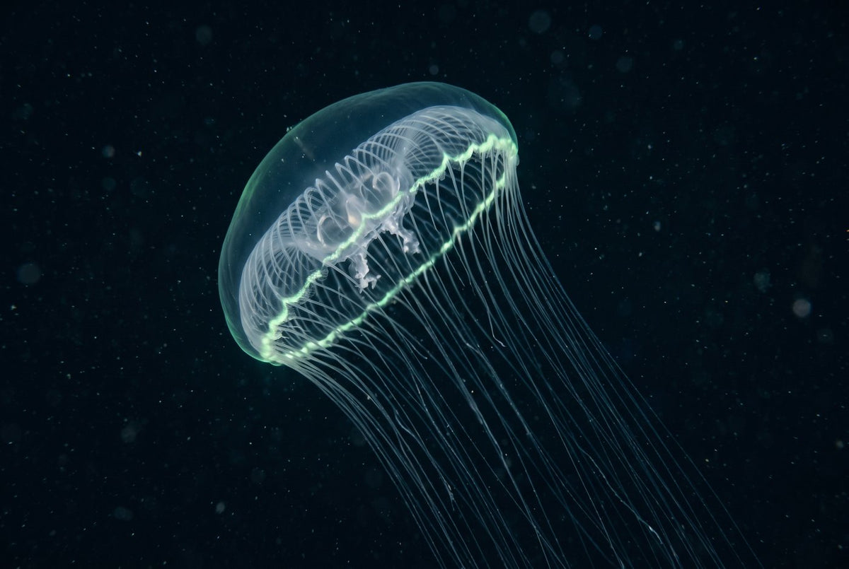 Transparent crystal jelly drifting through dark water, a soft green glow tracing its bell margin