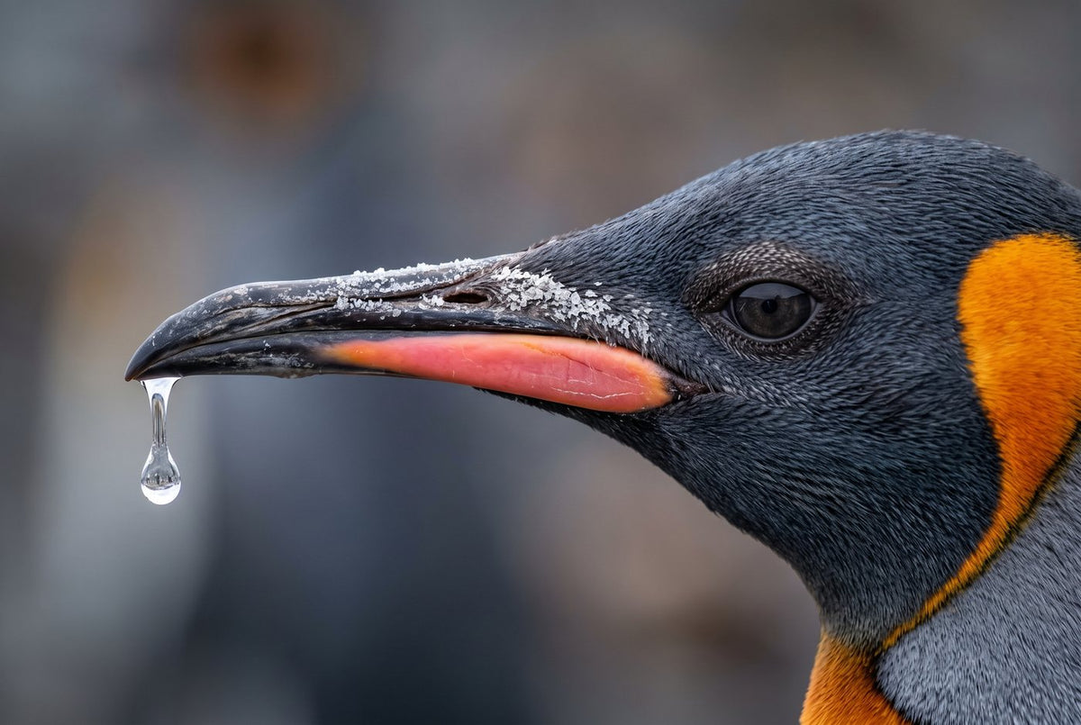 King penguin head in profile, salt crystals crusting its bill and an orange bill plate