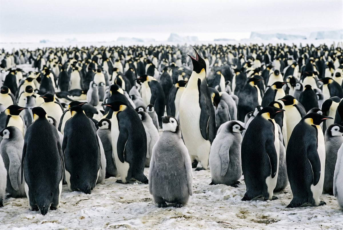 Adult emperor penguin calling with bill raised above a grey chick in a dense colony