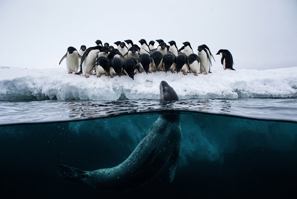 Adélie penguins crowding the edge of sea ice as a leopard seal rises from the water below