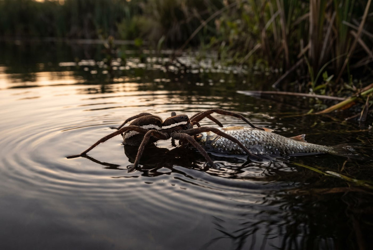 Dolomedes fishing spider on a still pond at dusk, gripping a silver fish on the surface