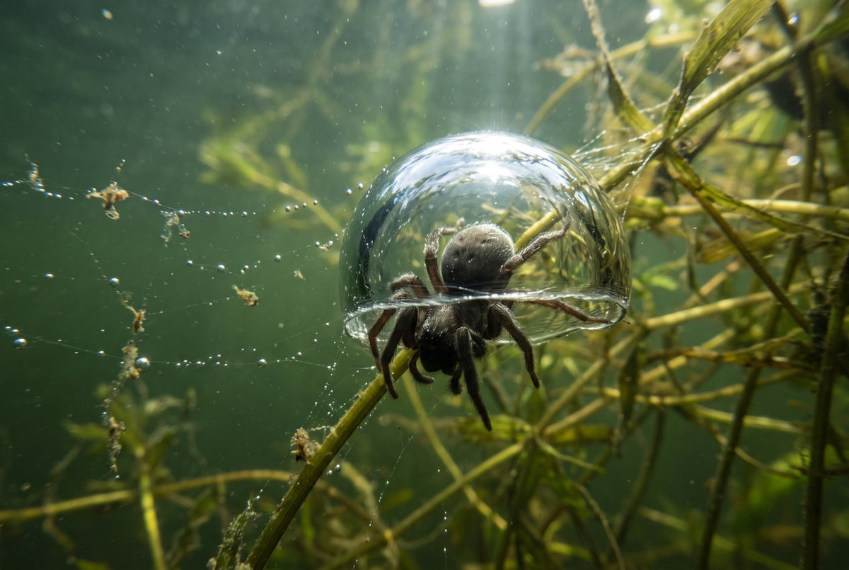Diving bell spider inside its silvery air bubble among pondweed in green pond water