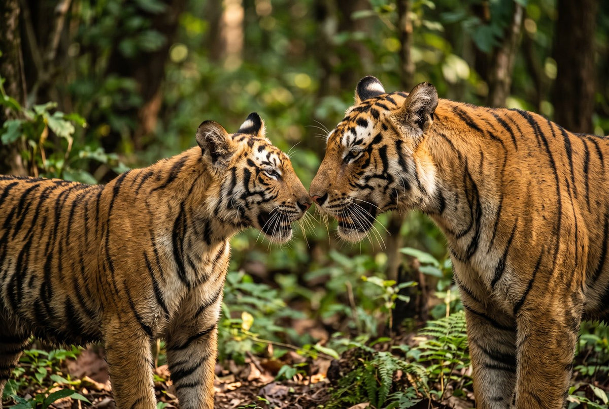Bengal tigress and her nearly grown cub greeting nose to nose in dappled forest light