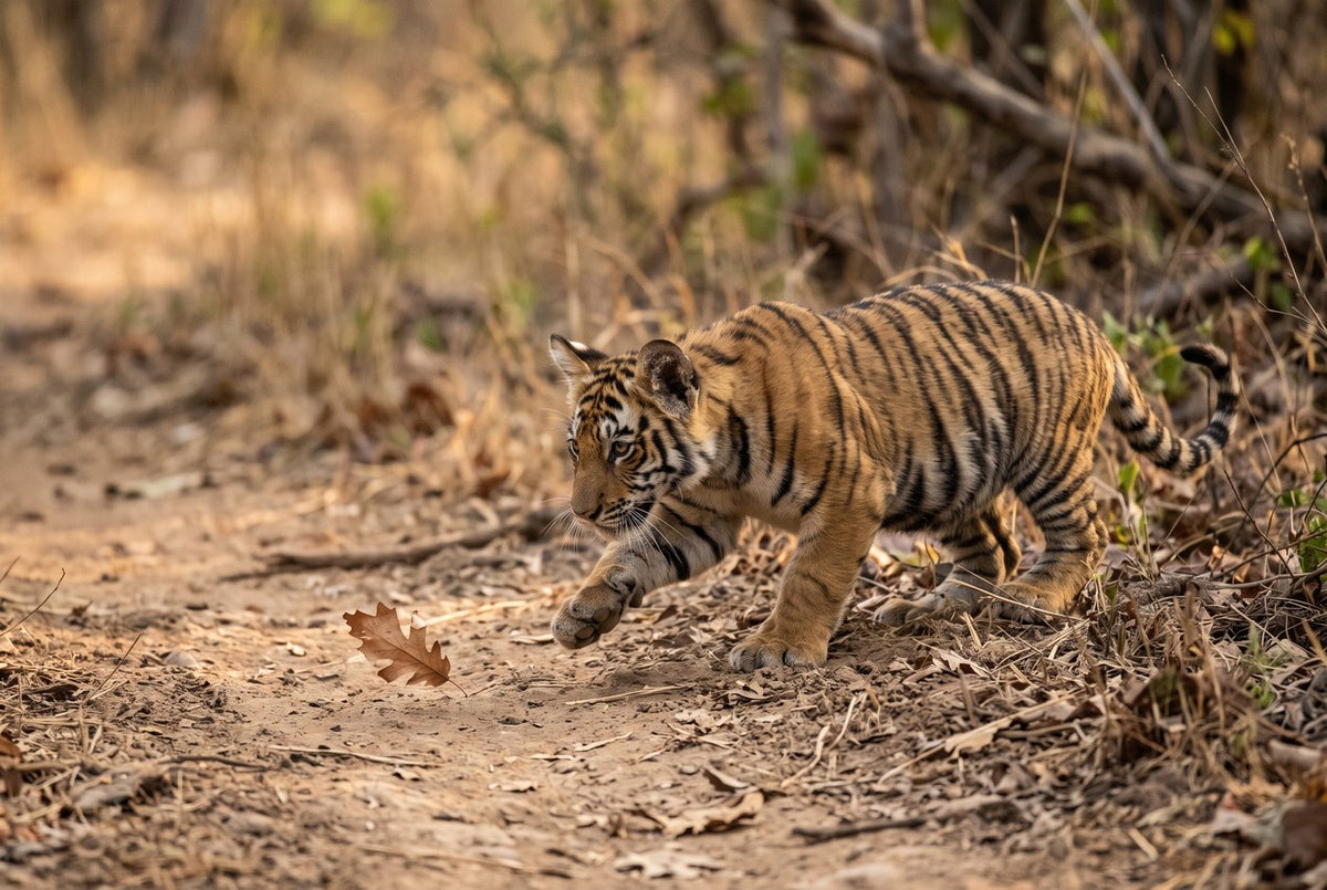 Young Bengal tiger cub stalking a dry leaf along a dusty forest path, one forepaw raised