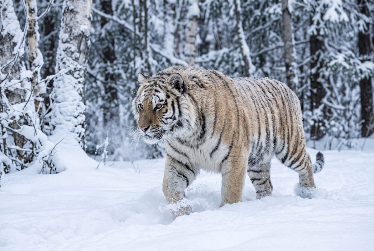 Pale thick-coated Amur tiger striding through deep fresh snow in a frosted birch forest