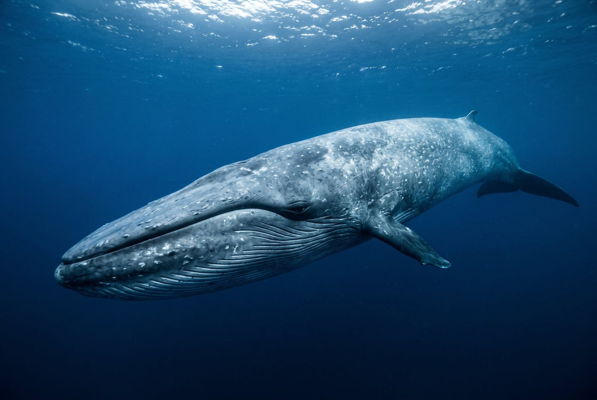 Blue whale gliding side-on through deep blue water, throat pleats and mottled skin in view