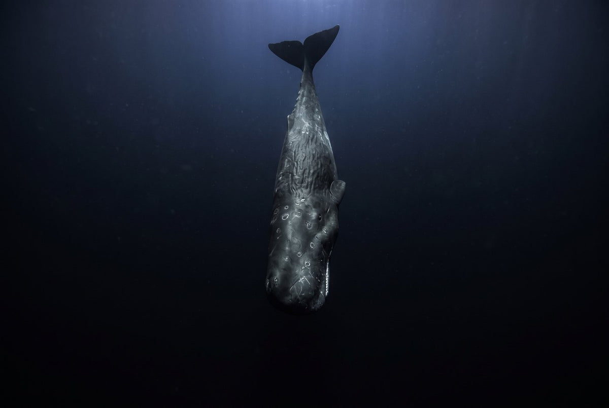 Sperm whale diving head-first into dark water, flukes raised toward the light above