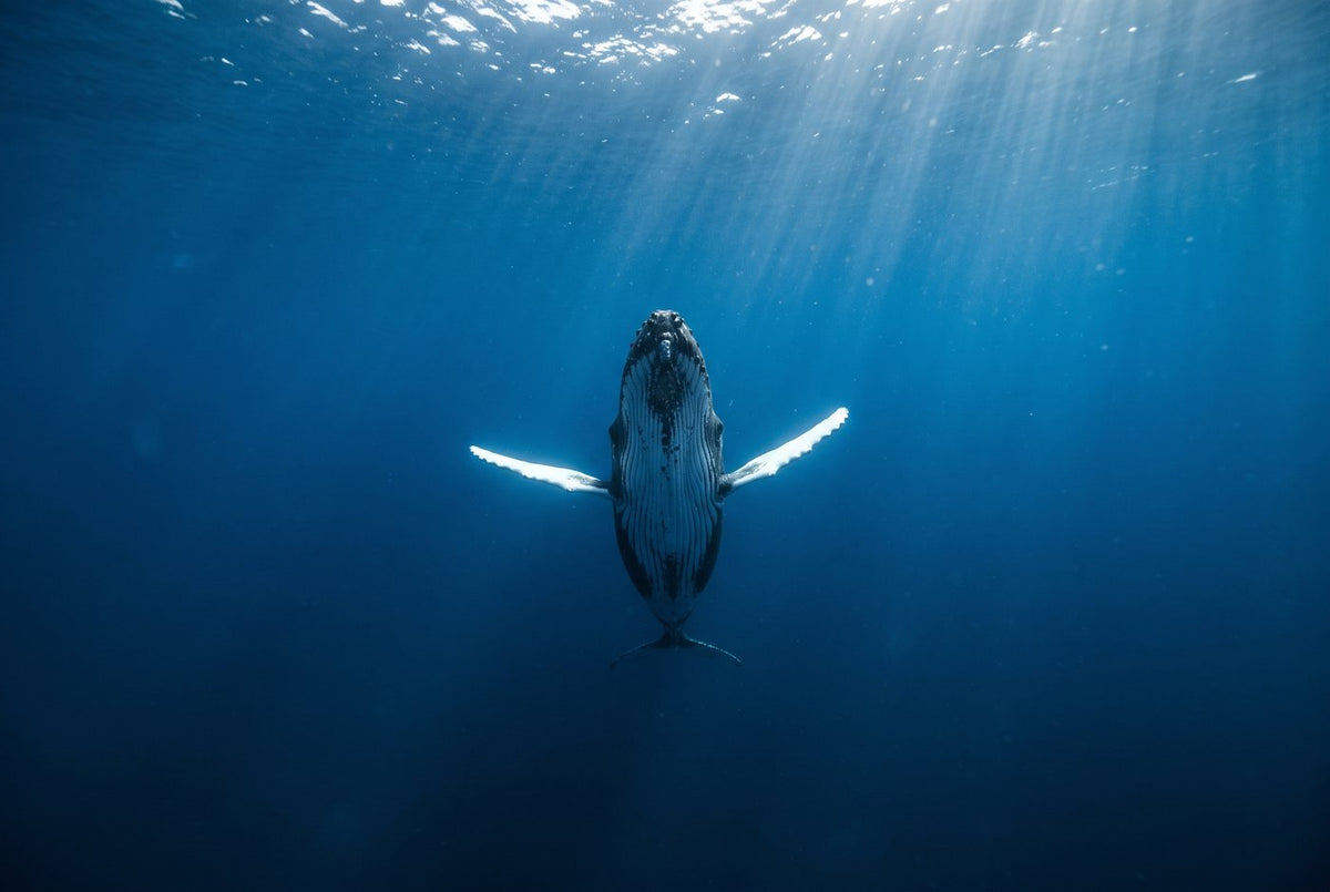 Humpback whale hanging head-up in clear blue water, long white flippers spread wide