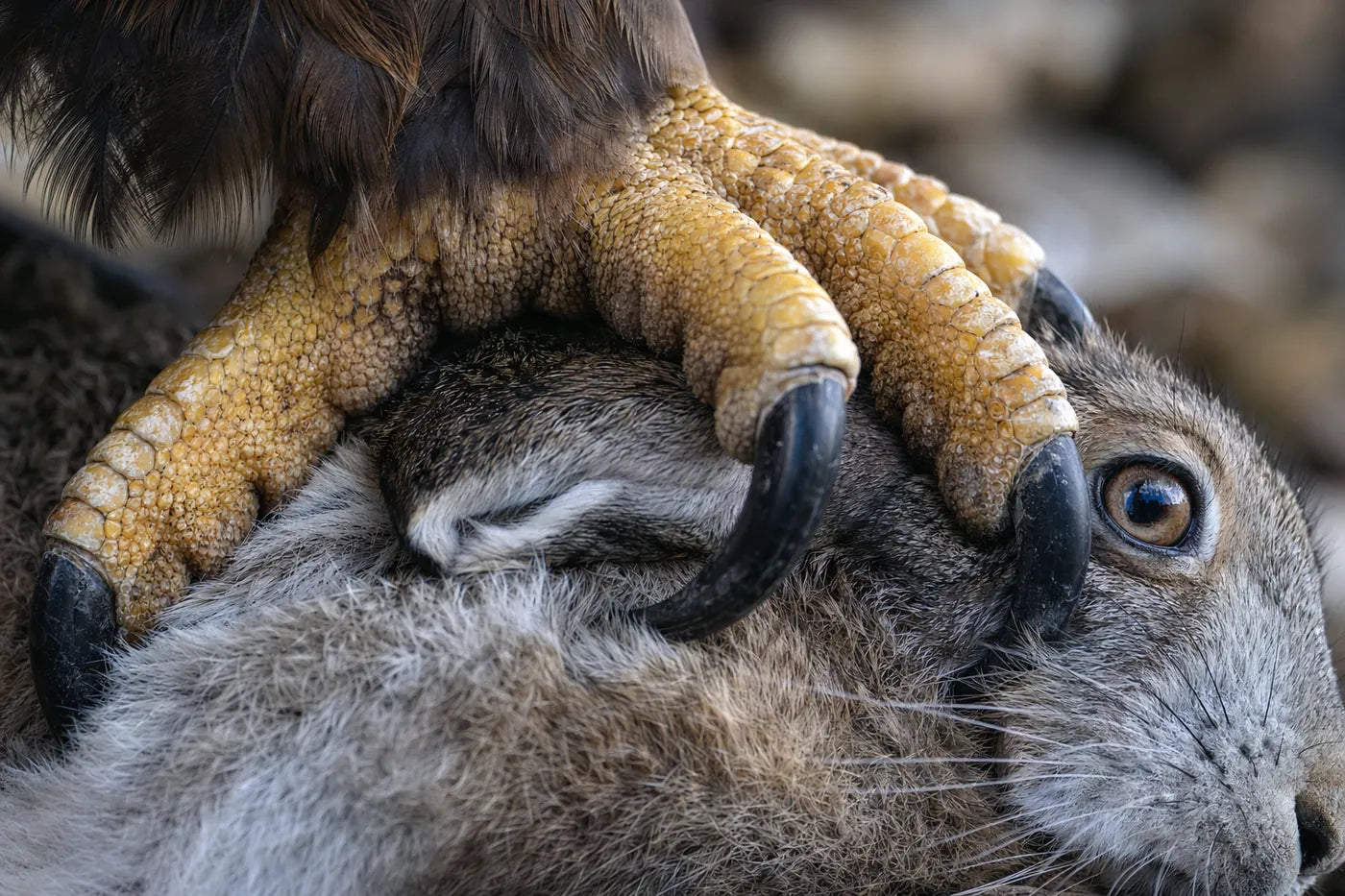 Eagle talon gripping a mountain hare