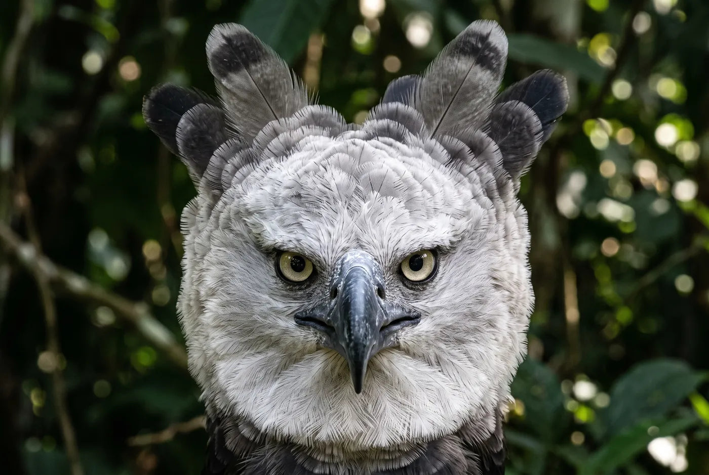 Harpy eagle face filling the frame with raised crest