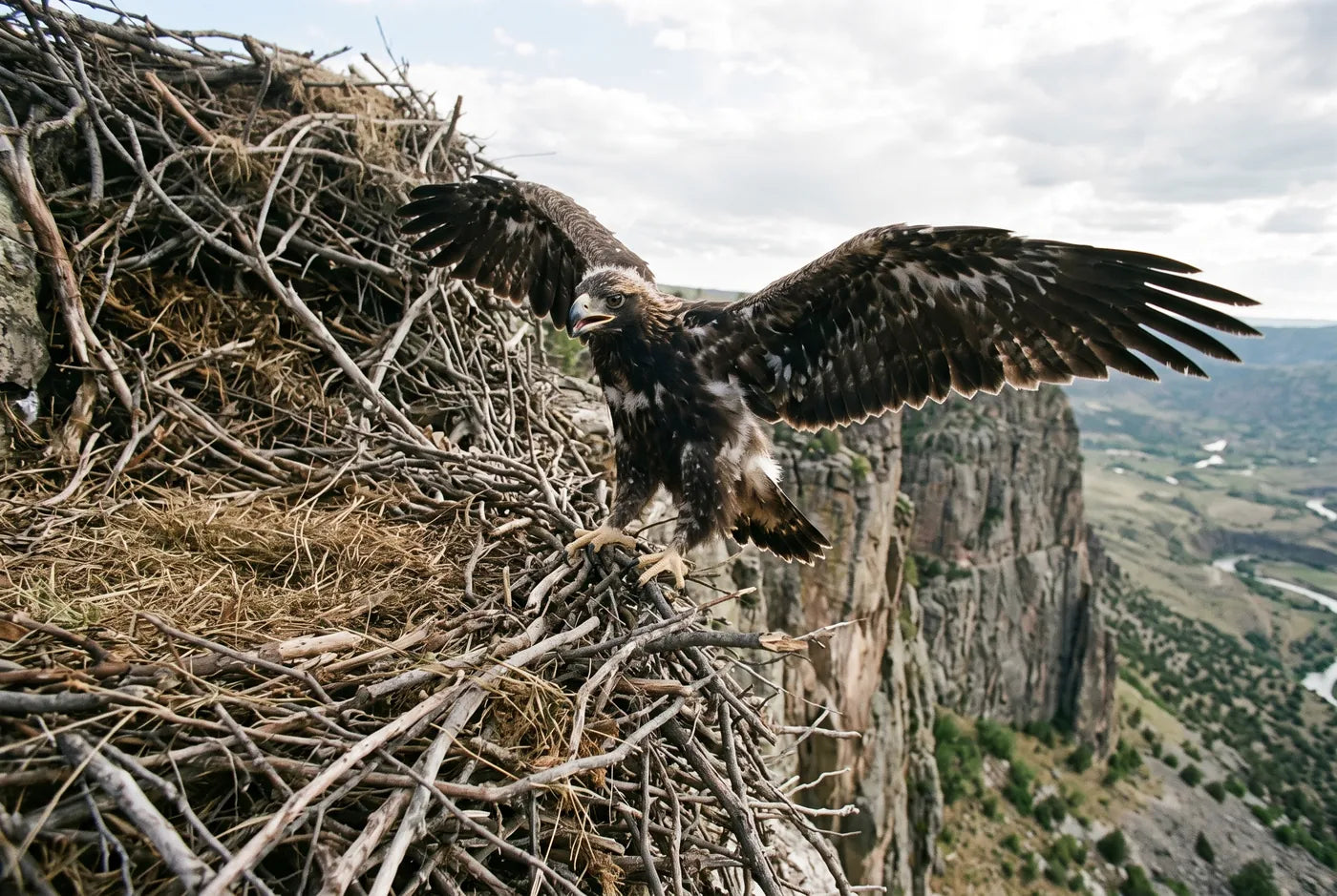 Young golden eaglet at the nest edge with wings spread