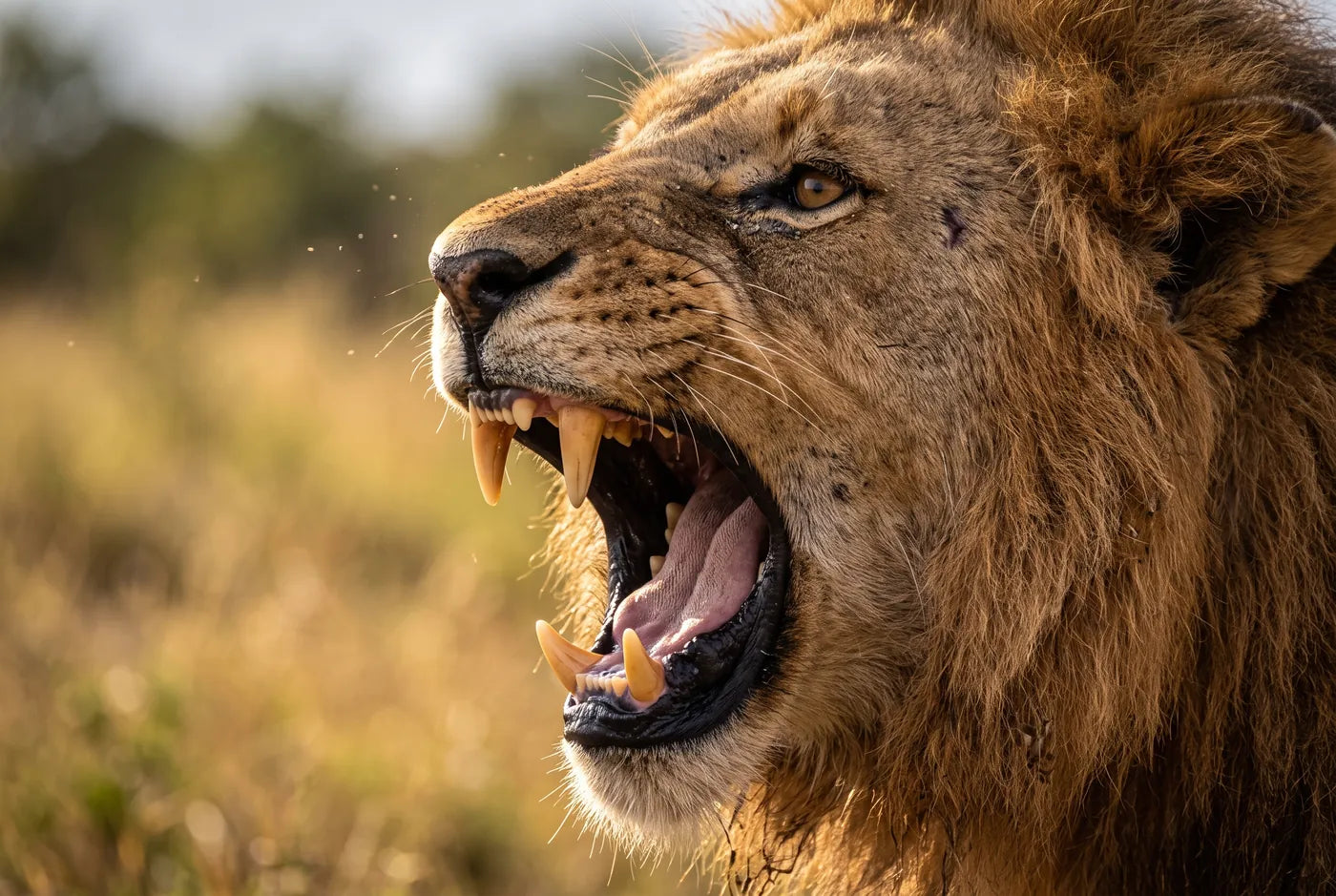 Close up of a lion mid roar