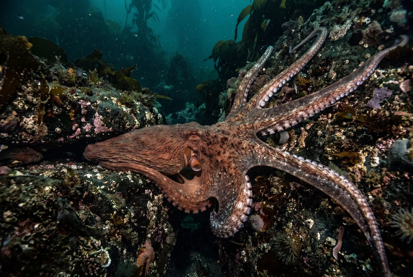 Giant Pacific octopus squeezing through a narrow gap