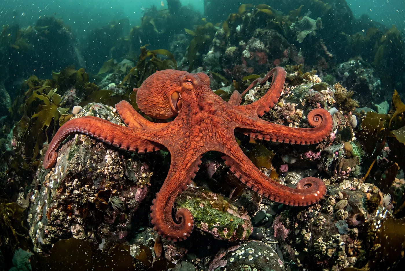 Giant Pacific octopus hunting with eight arms spread