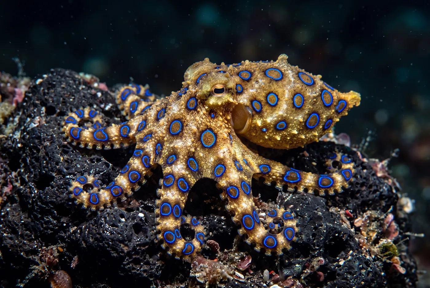 Blue ringed octopus on dark volcanic rock