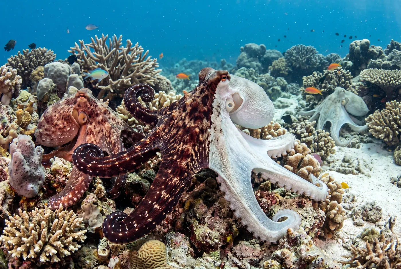 Male octopus showing different patterns on different sides of its body