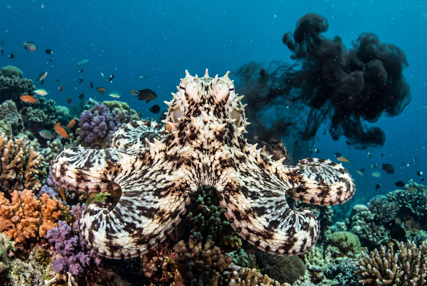 Common octopus in full threat display underwater