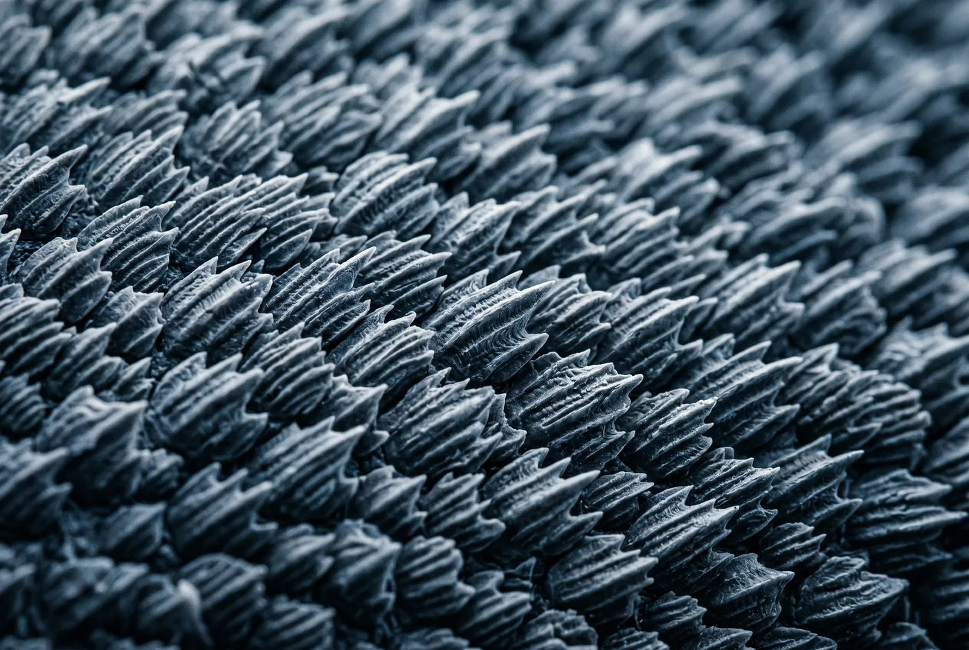 Macro of shark skin covered in dermal denticles