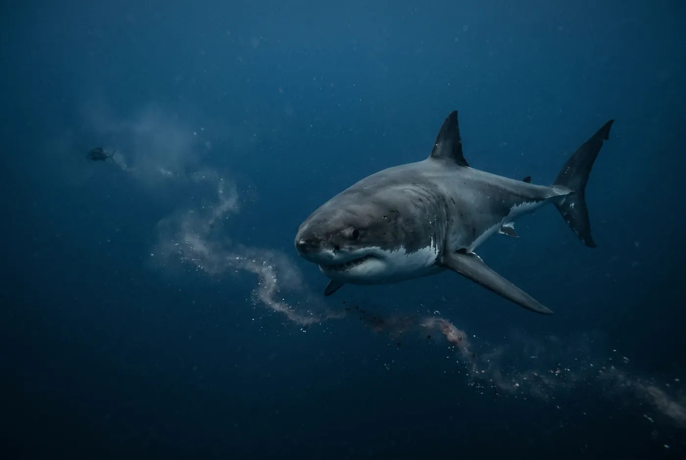 Great white tracking a scent trail underwater