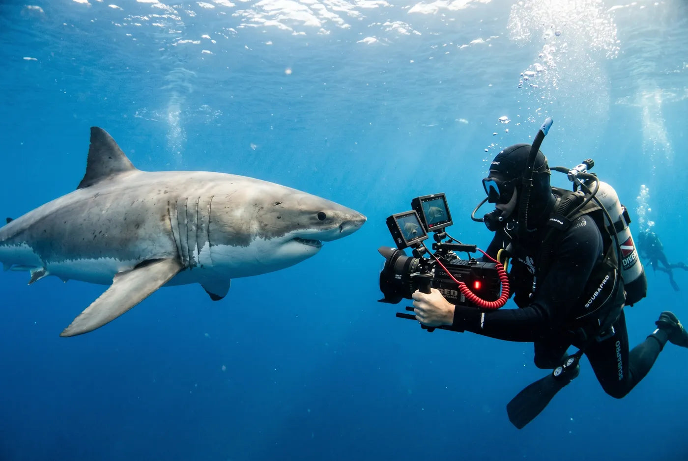 Underwater photographer filming a shark